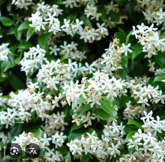 Jasmin et néroli : les bienfaits des fleurs blanches en cosmétique