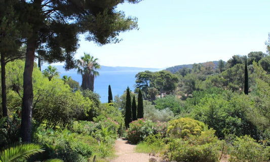 Image De la végétation provençale